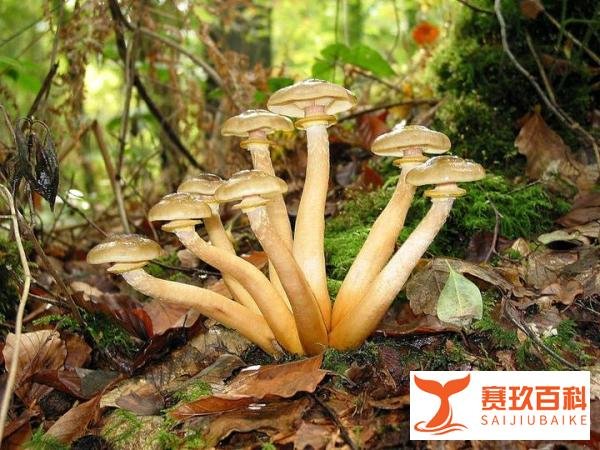 【地球生物全系列——从单细胞到人类】红菇目—刺孢多孔菌科